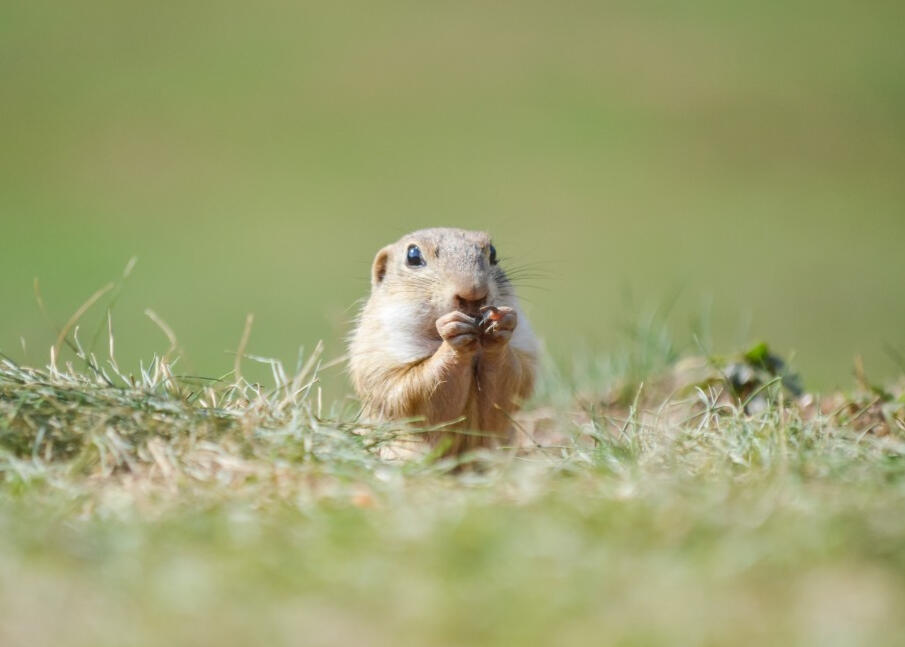 Tomáš Lubelec - Obed na Muránskej Tomáš Lubelec - Obed na Muránskej - 1. miesto - Ružomberčania fotografujú 2023, VIII. ročník v kategórii Môj najlepší záber